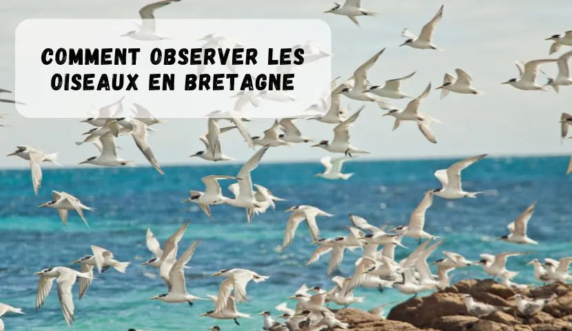 Observer les oiseaux en Bretagne