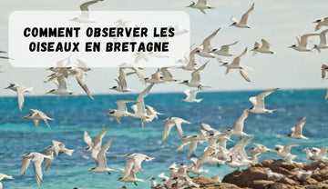 Observer les oiseaux en Bretagne